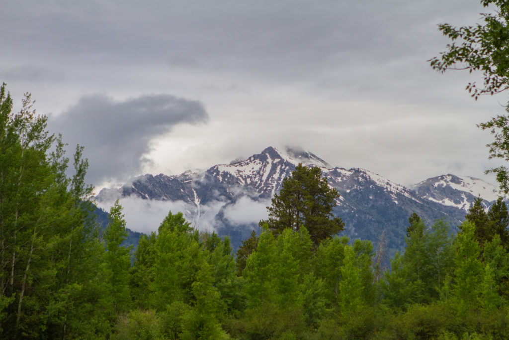 Nature trees