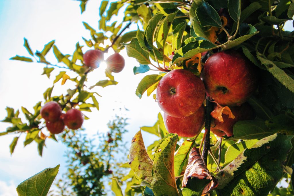 Apple Picking 