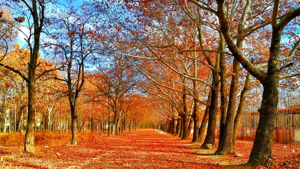 Autumn Sidewalk