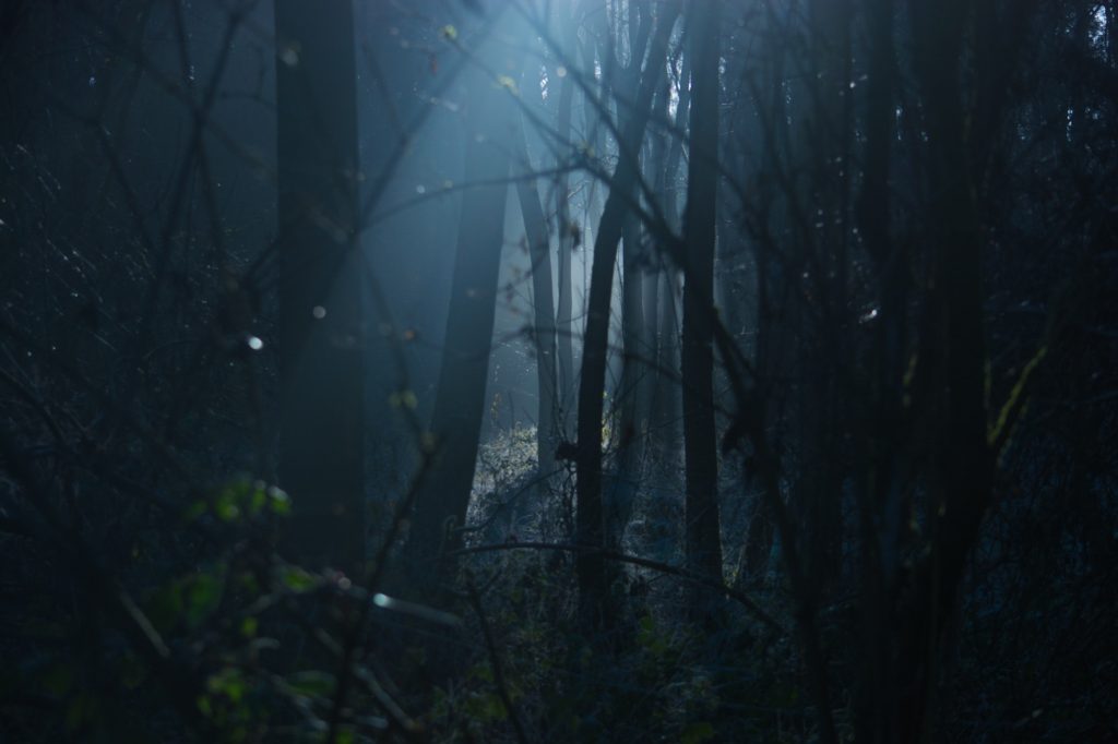 Autumn Spooky Forest